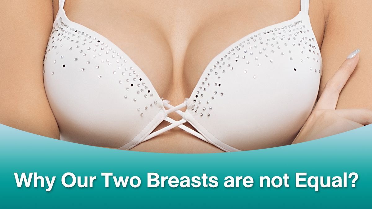 Why Our Two Breasts are not Equal?